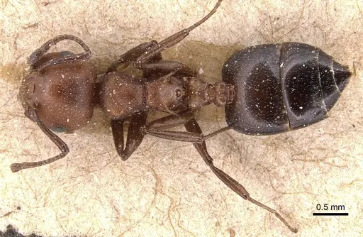 Crematogaster castanea specimen CASENT0904512 image casent0904512_1
