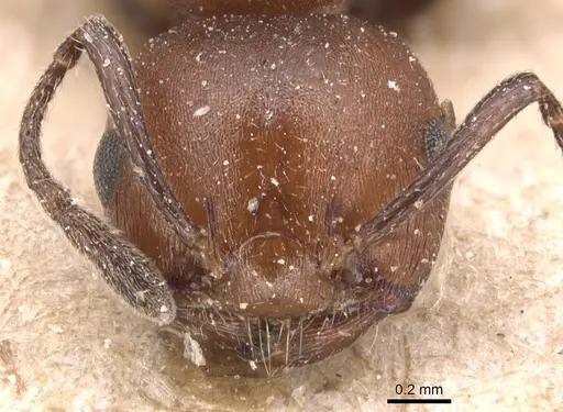 Crematogaster castanea specimen CASENT0904512 image casent0904512_2