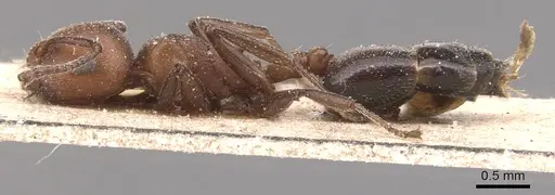 Crematogaster castanea specimen CASENT0904512 image casent0904512_3