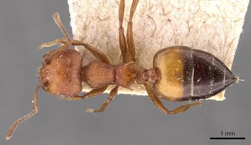 Crematogaster castanea specimen CASENT0908503 image casent0908503_1