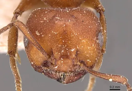 Crematogaster castanea specimen CASENT0908503 image casent0908503_2