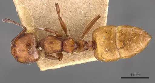 Crematogaster castanea specimen CASENT0908504 image casent0908504_1
