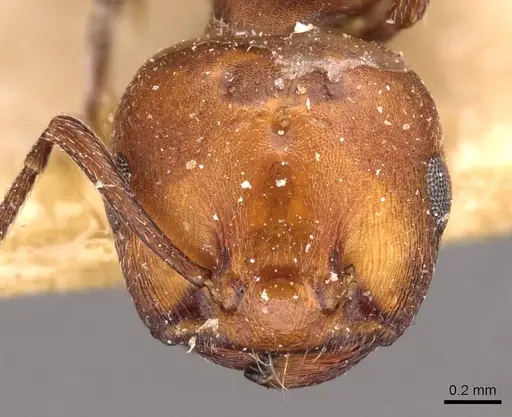 Crematogaster castanea specimen CASENT0908504 image casent0908504_2
