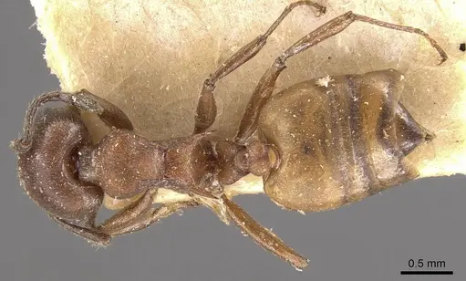 Crematogaster castanea specimen CASENT0908505 image casent0908505_1