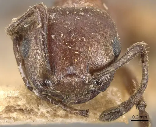 Crematogaster castanea specimen CASENT0908505 image casent0908505_2