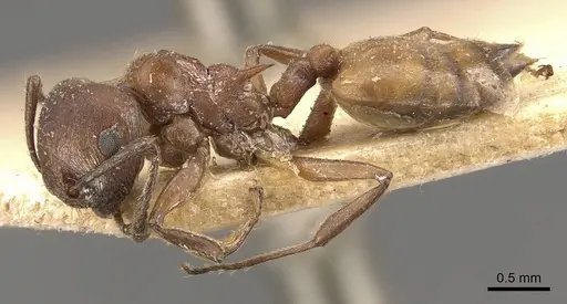 Crematogaster castanea specimen CASENT0908505 image casent0908505_3