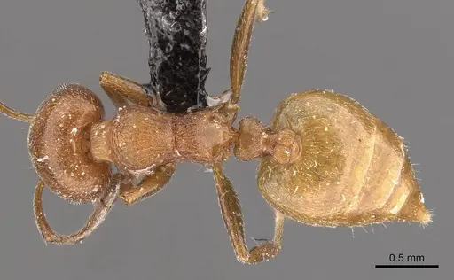 Crematogaster castanea specimen CASENT0908506 image casent0908506_1