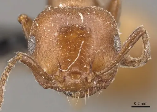 Crematogaster castanea specimen CASENT0908506 image casent0908506_2