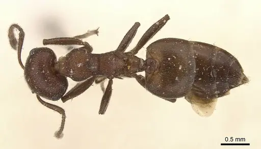 Crematogaster castanea specimen CASENT0908507 image casent0908507_1