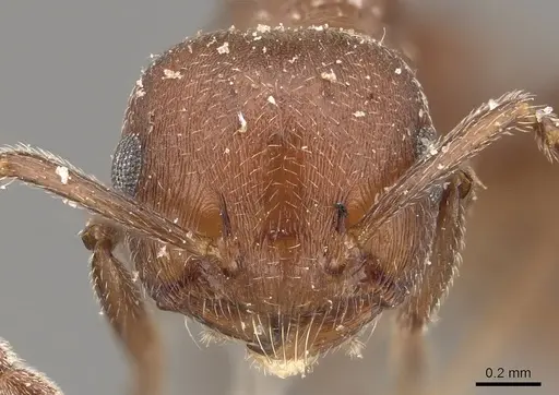 Crematogaster castanea specimen CASENT0908507 image casent0908507_2