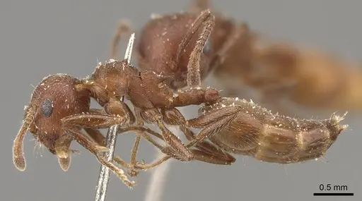 Crematogaster castanea specimen CASENT0908507 image casent0908507_3
