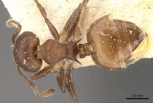 Crematogaster castanea specimen CASENT0908508 image casent0908508_1