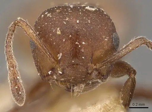 Crematogaster castanea specimen CASENT0908508 image casent0908508_2