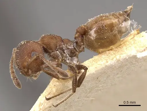 Crematogaster castanea specimen CASENT0908508 image casent0908508_3