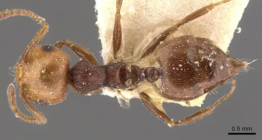 Crematogaster castanea specimen CASENT0908509 image casent0908509_1