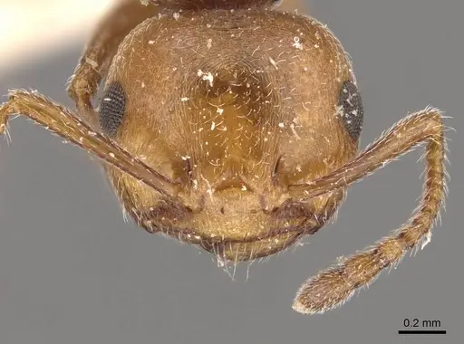 Crematogaster castanea specimen CASENT0908509 image casent0908509_2