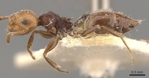 Crematogaster castanea specimen CASENT0908509 image casent0908509_3