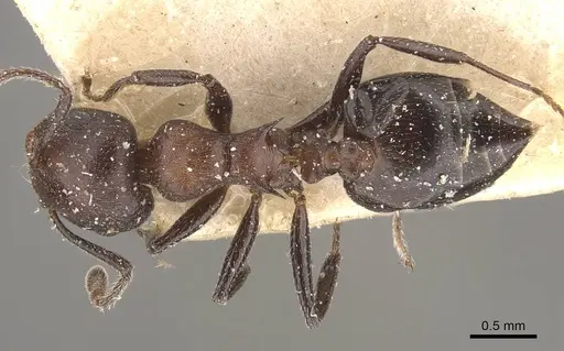 Crematogaster castanea specimen CASENT0908510 image casent0908510_1