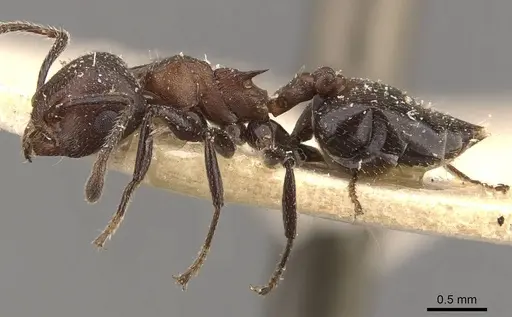 Crematogaster castanea specimen CASENT0908510 image casent0908510_3