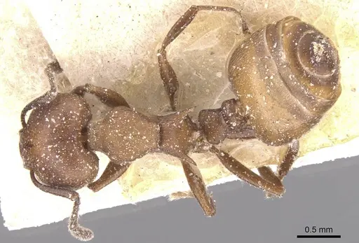 Crematogaster castanea specimen CASENT0912647 image casent0912647_1