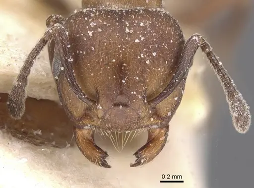 Crematogaster castanea specimen CASENT0912647 image casent0912647_2
