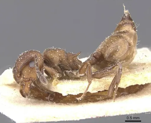 Crematogaster castanea specimen CASENT0912647 image casent0912647_3