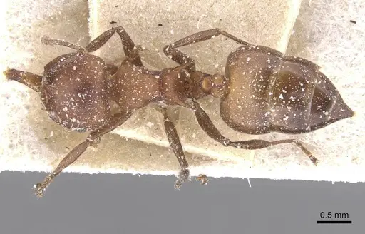 Crematogaster castanea specimen CASENT0912648 image casent0912648_1