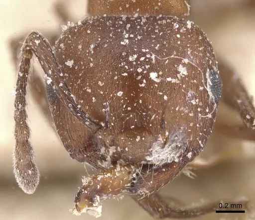 Crematogaster castanea specimen CASENT0912648 image casent0912648_2