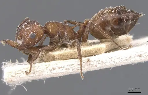 Crematogaster castanea specimen CASENT0912648 image casent0912648_3