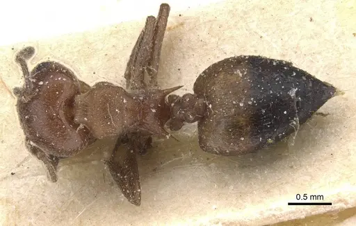 Crematogaster castanea specimen CASENT0912649 image casent0912649_1