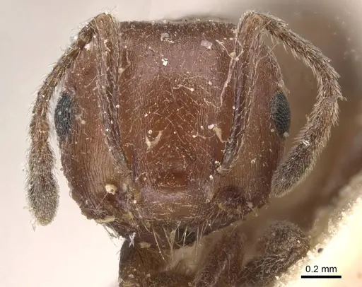 Crematogaster castanea specimen CASENT0912649 image casent0912649_2