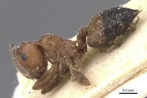 Crematogaster castanea specimen CASENT0912649 image casent0912649_3