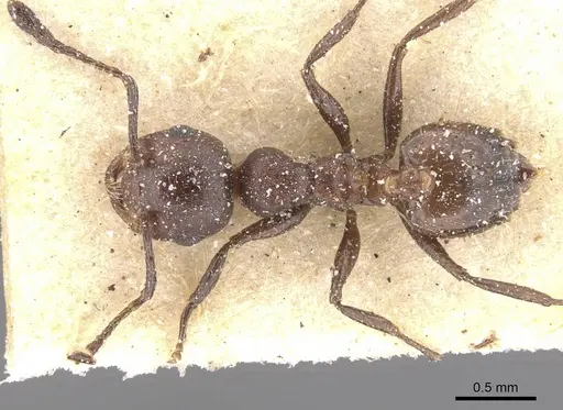 Crematogaster castanea specimen CASENT0912650 image casent0912650_1
