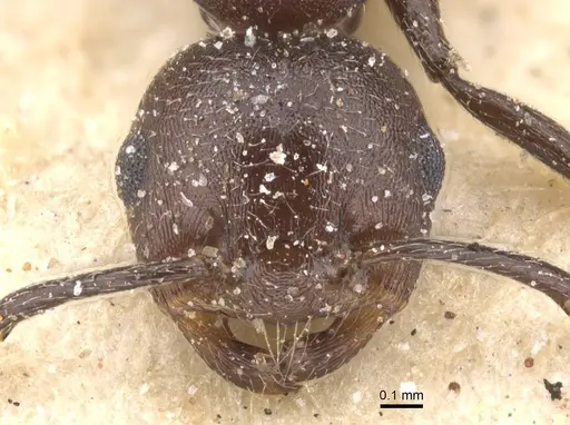 Crematogaster castanea specimen CASENT0912650 image casent0912650_2