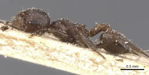 Crematogaster castanea specimen CASENT0912650 image casent0912650_3