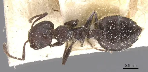 Crematogaster castanea specimen CASENT0912652 image casent0912652_1
