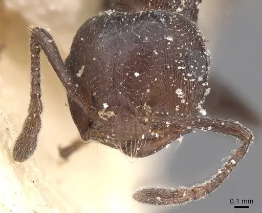Crematogaster castanea specimen CASENT0912652 image casent0912652_2