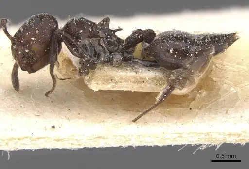 Crematogaster castanea specimen CASENT0912652 image casent0912652_3