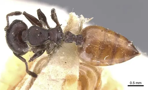 Crematogaster castanea specimen CASENT0912653 image casent0912653_1