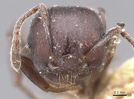 Crematogaster castanea specimen CASENT0912653 image casent0912653_2