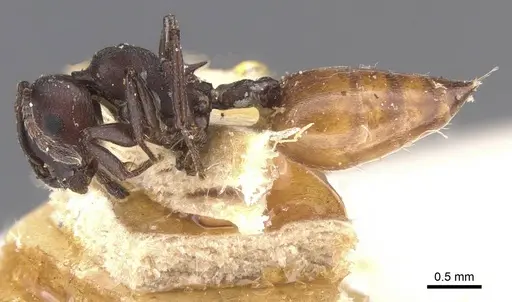 Crematogaster castanea specimen CASENT0912653 image casent0912653_3