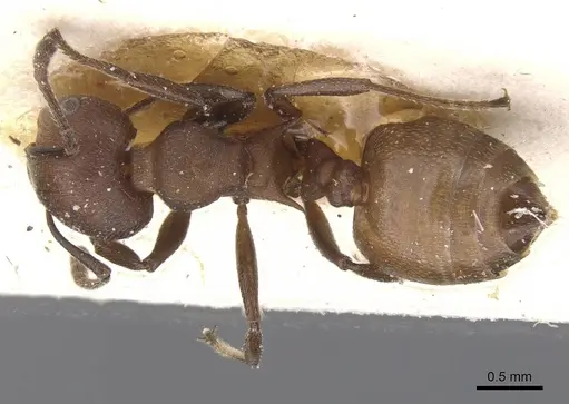 Crematogaster castanea specimen CASENT0912654 image casent0912654_1