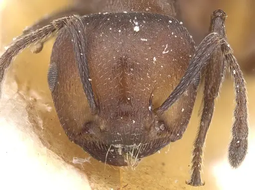 Crematogaster castanea specimen CASENT0912654 image casent0912654_2