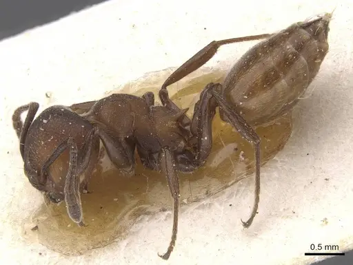 Crematogaster castanea specimen CASENT0912654 image casent0912654_3