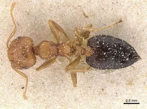 Crematogaster castanea specimen CASENT0912655 image casent0912655_1