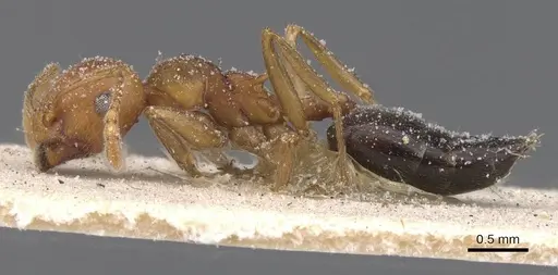 Crematogaster castanea specimen CASENT0912655 image casent0912655_3