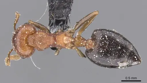 Crematogaster castanea specimen CASENT0912656 image casent0912656_1