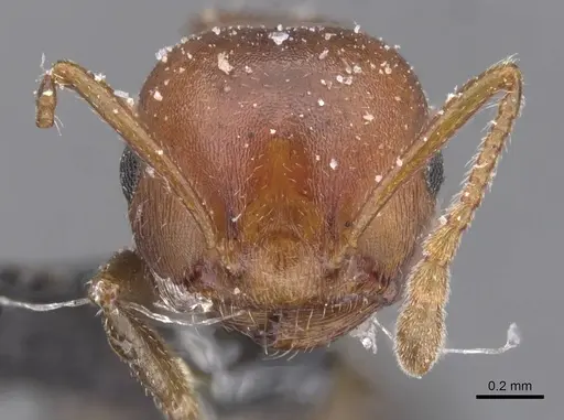 Crematogaster castanea specimen CASENT0912656 image casent0912656_2