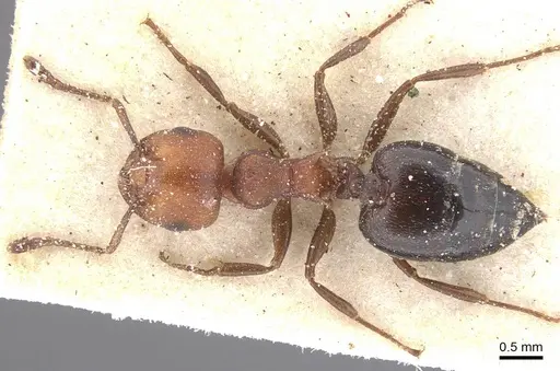 Crematogaster castanea specimen CASENT0912657 image casent0912657_1