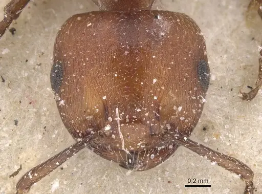 Crematogaster castanea specimen CASENT0912657 image casent0912657_2